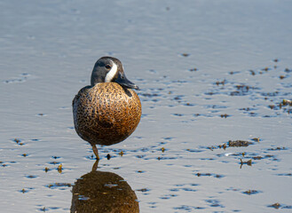 Blue wing teal