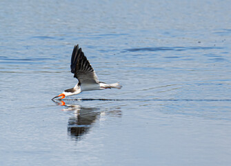Black skimmer gull