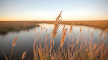 Naklejka premium Golden wild reeds sway gently on a calm riverbank during a peaceful sunset in the countryside.