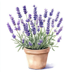 Fototapeta premium Lavender painted in realistic boho style evokes soothing fragrance