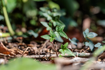 A close-up photo of a cute little green ivy young leaf.
