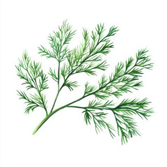 Fototapeta premium Watercolor dill evokes fresh, herbal scent and vibrant green hue