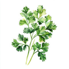 Realistic illustration of fresh cilantro, painted in watercolor style