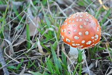 Amanita Muscaria mushroom in forest