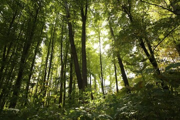 Beautiful view of green trees in forest on sunny day