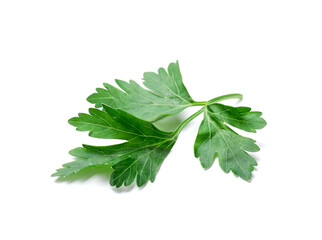 Sprig of fresh parsley isolated on white