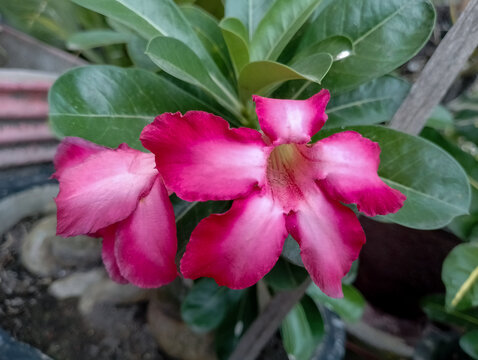 pink flower in a garden