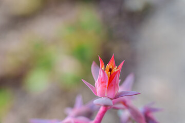 Close-up photo of cute purple Kalanchoe fedtschenkoi flower buds growing