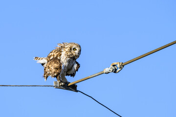 Short-Eared Owl in the wild perched on a powerline wire against a sunny blue sky, shaking out feathers and fluffed up, winter in East 90 - Skagit Wildlife Area
