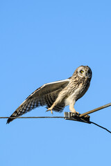 Short-Eared Owl in the wild perched on a powerline wire against a sunny blue sky, one wing and leg stretched out, winter in East 90 - Skagit Wildlife Area
