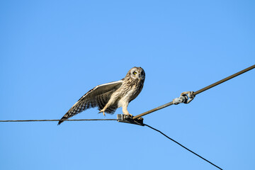 Short-Eared Owl in the wild perched on a powerline wire against a sunny blue sky, one wing and leg stretched out, winter in East 90 - Skagit Wildlife Area

