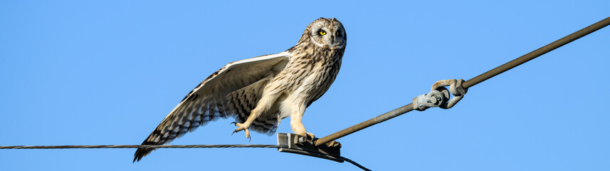 Short-Eared Owl in the wild perched on a powerline wire against a sunny blue sky, one wing and leg stretched out, winter in East 90 - Skagit Wildlife Area
