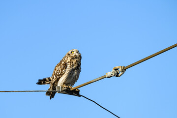 Short-Eared Owl in the wild perched on a powerline wire against a sunny blue sky, keeping watch for hawks and eagles, winter in East 90 - Skagit Wildlife Area
