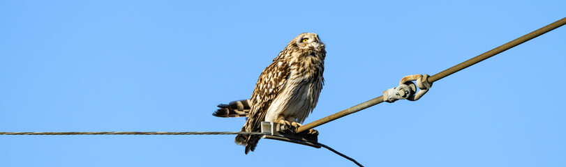 Short-Eared Owl in the wild perched on a powerline wire against a sunny blue sky, keeping watch for hawks and eagles, winter in East 90 - Skagit Wildlife Area
