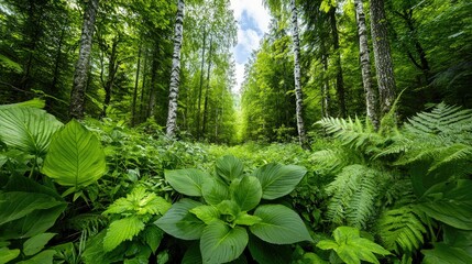 Fototapeta premium Lush Forest Path Through Green Plants