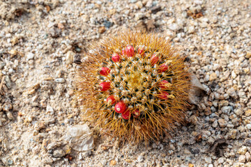 Fototapeta premium Close-up photo of Mammillaria nivosa cactus with cute red fruits growing on it