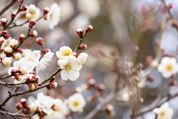 梅のクローズアップ