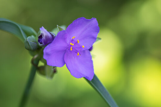 spiderwort
