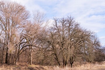 Trees in the winter forest, nature and flora. Winter landscape on a clear day. Blue cloudy sky.