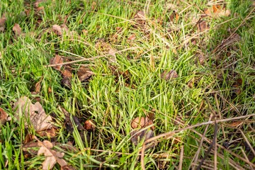 Green young grass in a winter forest on a sunny day.