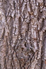 Texture of rough tree bark. Wood background.