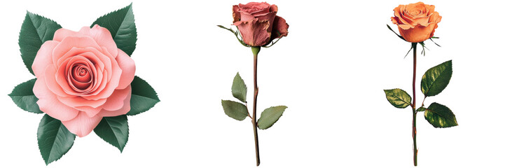 Three Elegant Roses in Various Stages of Blooming Beauty