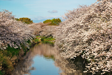 桜のある風景