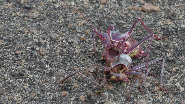 Closeup Marco: Huge cannibal armoured bush cricket feeds on another