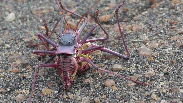 Macro close up: Large Armoured bush cricket cannibal eats another