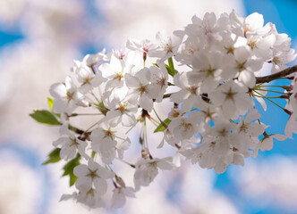 A blooming branch of cherry blossom tree in spring.