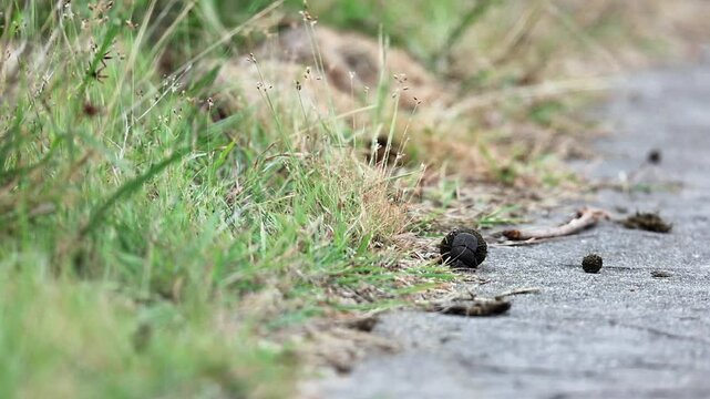 Ground level closeup: Dung beetle rolls dung ball to edge of road