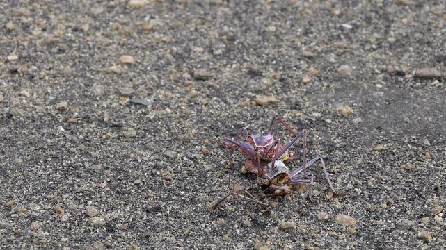 Armoured bush cricket cannibalizes a dead road-kill cricket in Africa