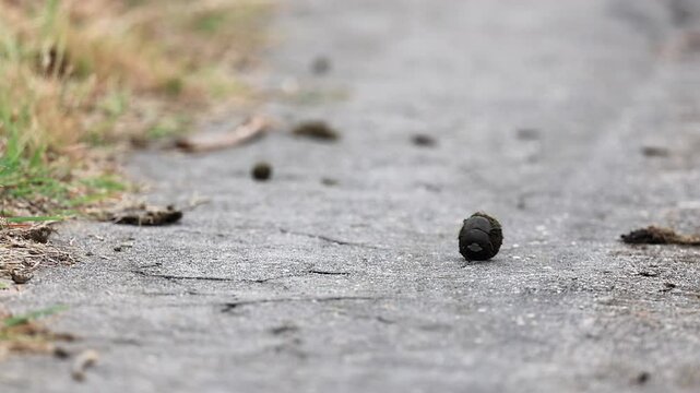 Narrow focus macro: Tiny Dung beetle rolls ball on cracked asphalt road