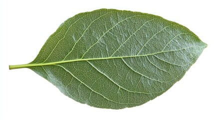 Detailed Close-up of a Single Green Leaf Isolated on White Background