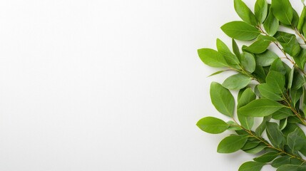 Fototapeta premium Green leaves border on white background, nature design (1)