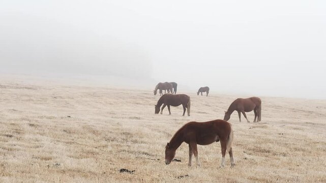 Herd of horses go on countryside autumn field searching for feed. Bred brown animals walk together and eating dry grass against dense bare forest. Altai