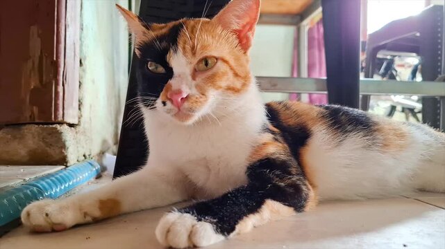 A beautiful calico cat with unique black and orange patches on her face is resting peacefully on the floor. Her white fur is adorned with orange and black patches, creating a striking contrast.