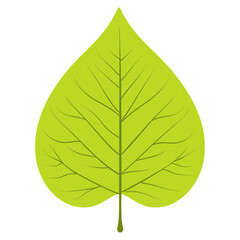 Obraz premium Green lime aspen leaf illustration eco-friendly botanical vector