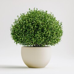 A lush, round green plant in a simple, modern white pot, adding a touch of nature to any indoor space.
