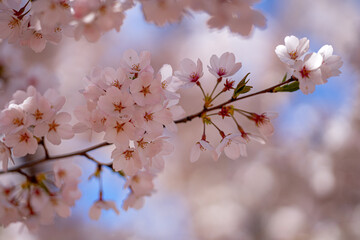Close-up of white blossom tree flowers from a pear tree in spring. White blossom trees, nature springtime. Abstract spring seasonal background with white flowers. Easter background with copy space.