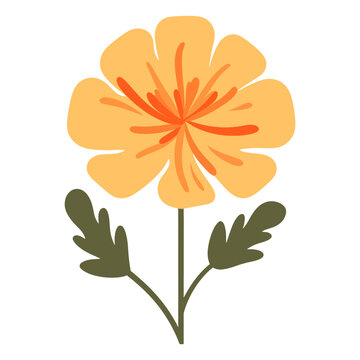 Marigold flower illustration simple design vector