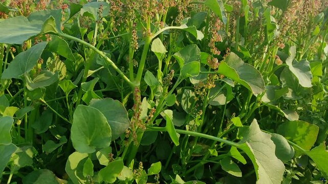 Sorrel blooms in the garden in march. Sorrel, Rumex acetosa, common sorrel or garden sorrel, is a perennial herbaceous plant in the family Polygonaceae. High quality 4k 