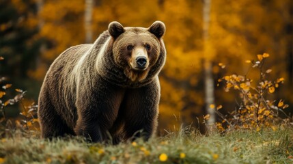 7.Large Brown Bear at Fall