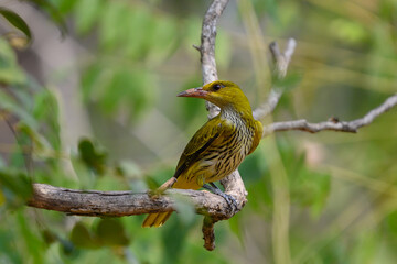 Black-naped Oriole Female
