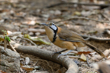 Greater Necklaced Laughingthrush