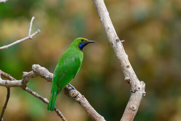 Golden-fronted Leafbird