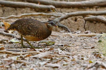 Scaly-breasted Partridge