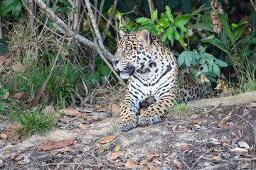 Ein vor dem Dschungel ruhender Jaguar in der Frontale