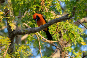 Ein Orange Troupial in der Seitenansicht auf einem kahlen Ast sitzend