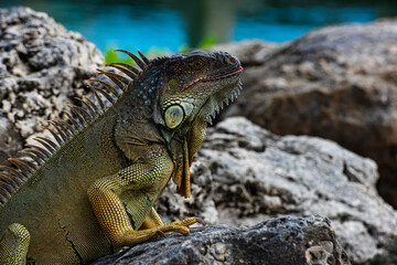 Iguana, American iguana is a lizard reptile in the Iguana in the iguana family. And in the subfamily Iguanidae.